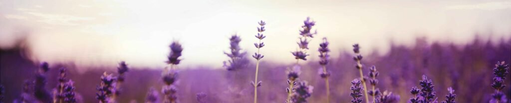 web lavanda