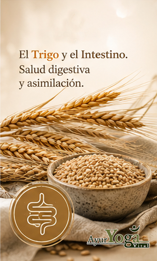 a trigo