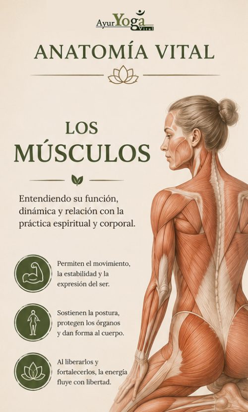 anatomia músculos