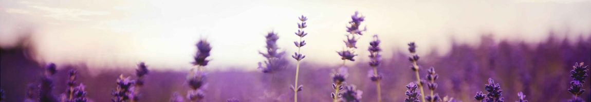 web lavanda