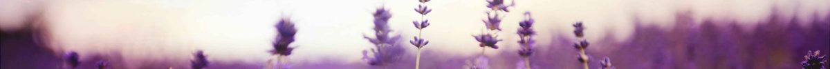 web lavanda