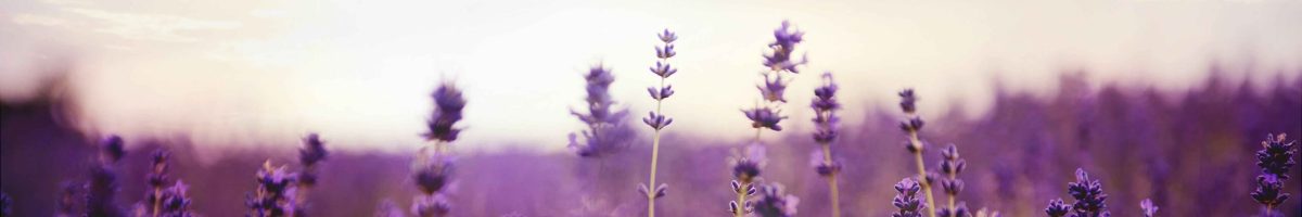 web lavanda