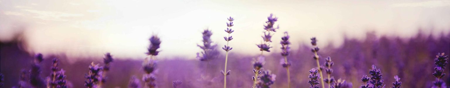 web lavanda